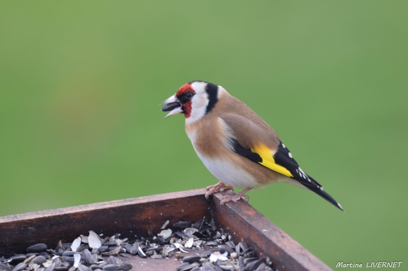 Chardonneret_elegant_1.jpg