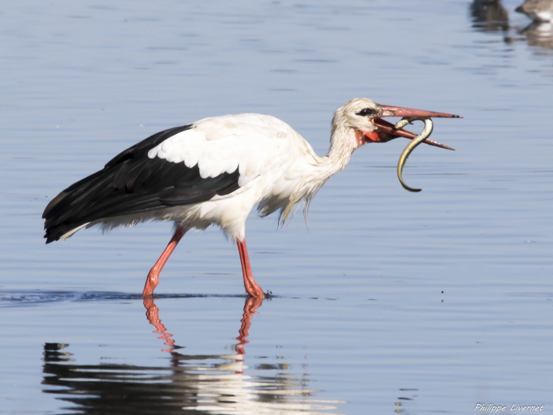 Cigogne.jpg