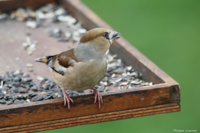 Photo Oiseaux