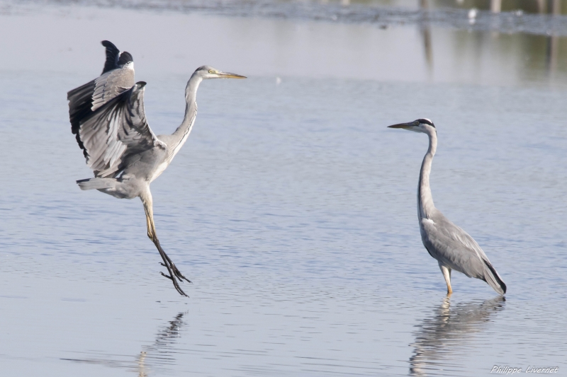 Heron_cendre-1.jpg