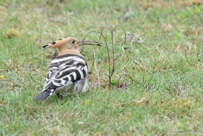 Photo Oiseaux
