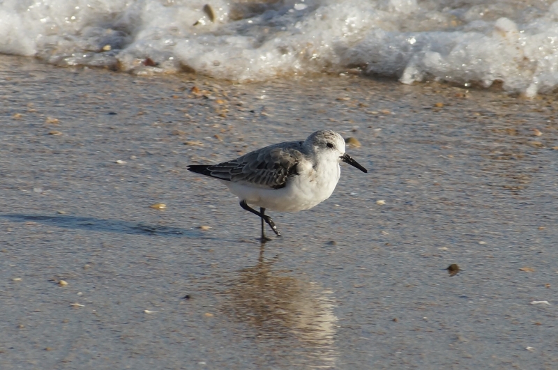 DSC05667.JPG Bécasseau sanderling (Calidris alba)