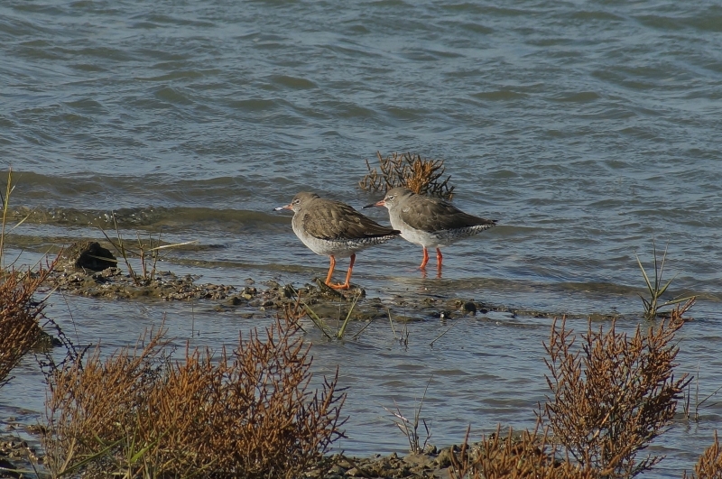 DSC05721.JPG Chevalier gambette (Tringa totanus)