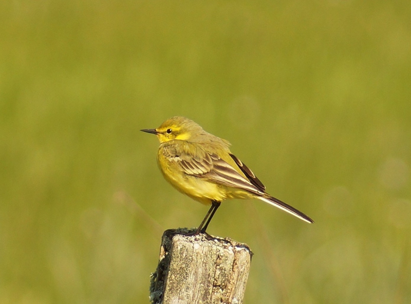 DSC09364.JPG Bergeronette printanière (Motacilla flava)