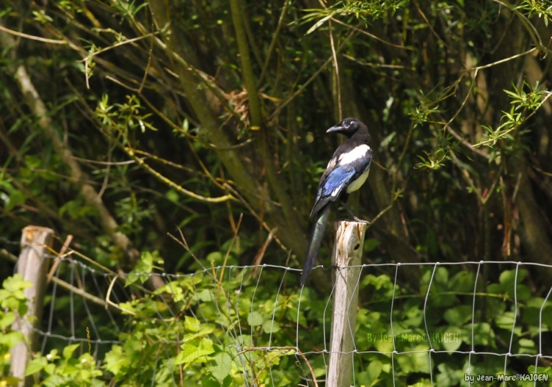 Oiseaux Pie bavarde