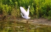  Aigrette garzette (Egretta garzetta)