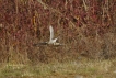 Photo nature