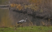  Grue cendrée (Megalornis grus) Grus grus