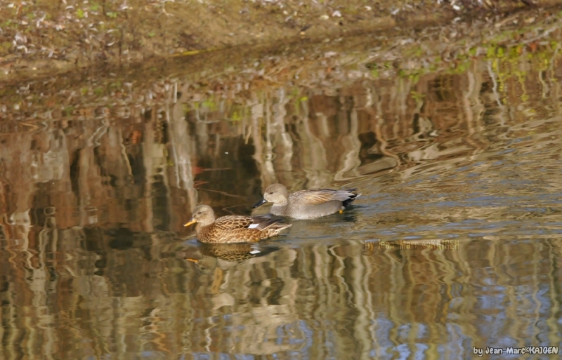 Photo Oiseaux