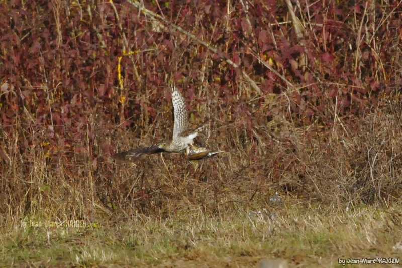 Epervier_en_chasse-0010.jpg