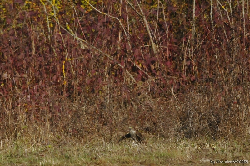 Epervier_en_chasse-0011.jpg