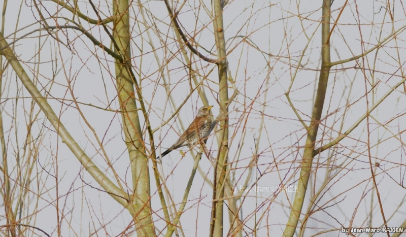 Photo Oiseaux