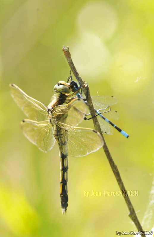 Photo Insectes Libellules, Odonate, Zygoptère, Anisoptère, Demoiselle, 