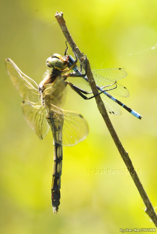 Photo Insectes Libellules, Odonate, Zygoptère, Anisoptère, Demoiselle, 