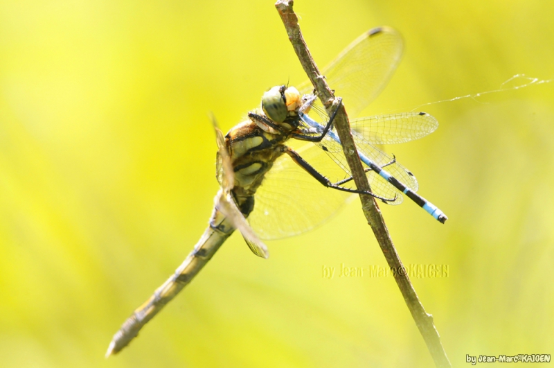 Photo Insectes Libellules, Odonate, Zygoptère, Anisoptère, Demoiselle, 