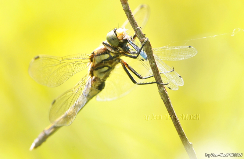 Photo Insectes Libellules, Odonate, Zygoptère, Anisoptère, Demoiselle, 