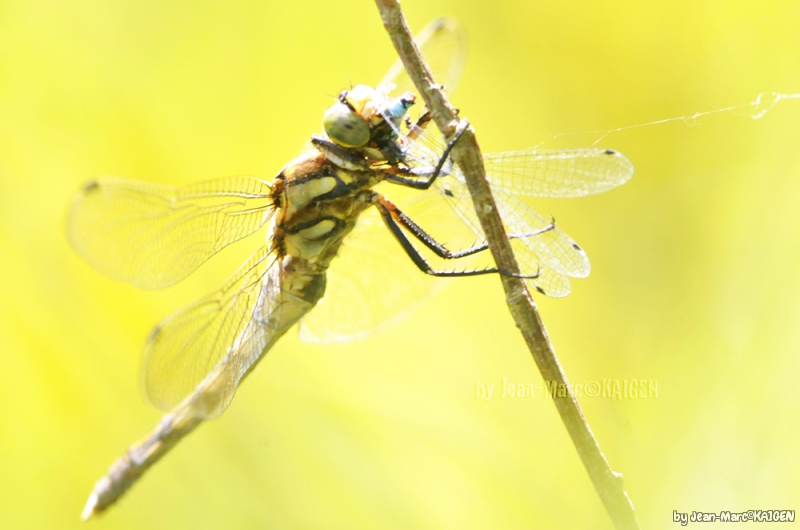 Photo Insectes Libellules, Odonate, Zygoptère, Anisoptère, Demoiselle, 