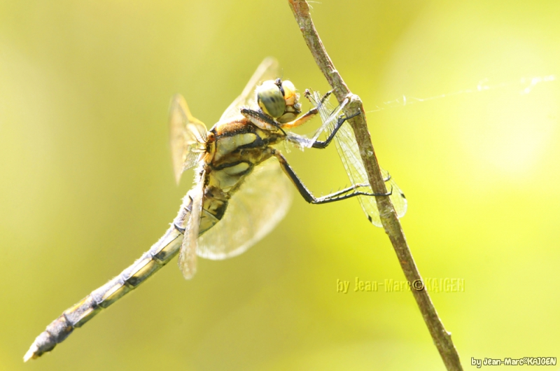 Photo Insectes Libellules, Odonate, Zygoptère, Anisoptère, Demoiselle, 