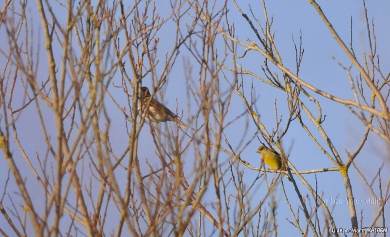 Photo Oiseaux
