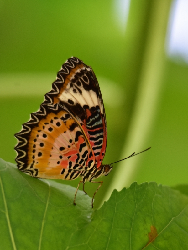 DSC_8818_rec.jpg