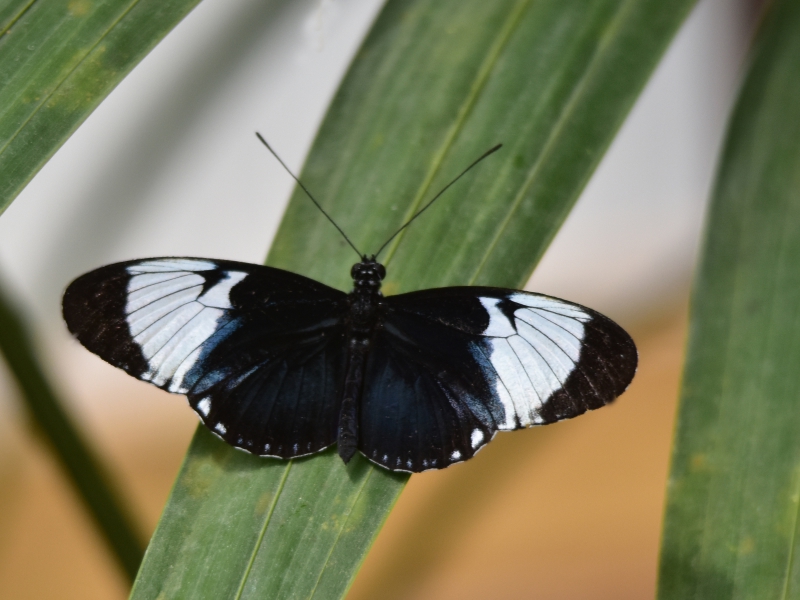 DSC_9018_rec.jpg