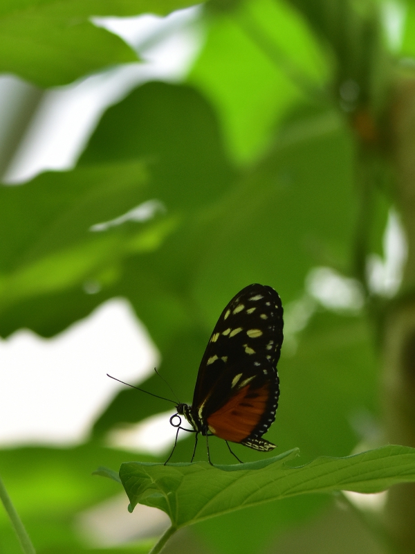 DSC_9065_recligth.jpg