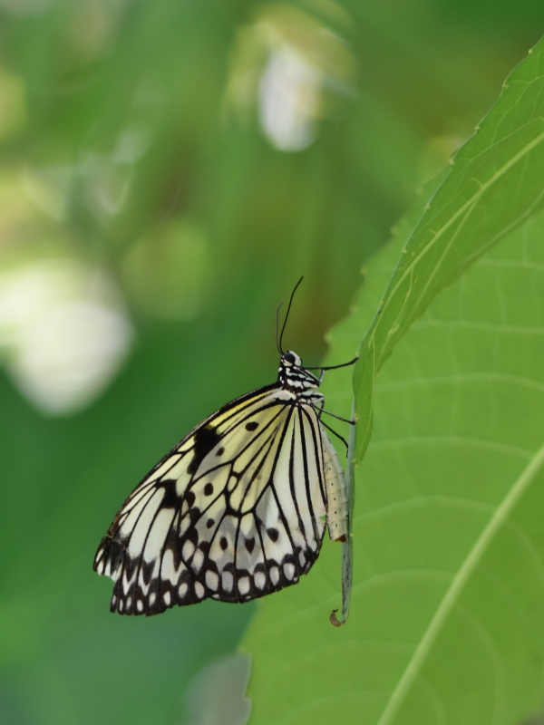 DSC_9156_re.jpg