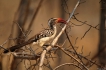Oiseaux