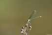 Insectes
