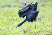 Oiseaux
