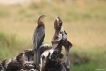 Oiseaux