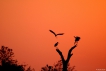 Oiseaux