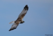 Oiseaux