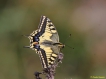 Insectes
