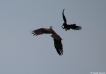 Oiseaux