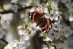 Insectes