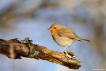 Oiseaux