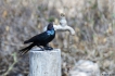 Oiseaux