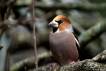 Oiseaux