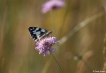 Insectes papillon