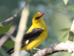 Oiseaux