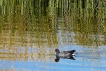 Oiseaux