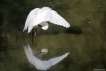 Oiseaux Aigrette garzette