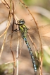 Insectes