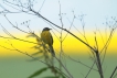 Oiseaux