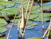 Oiseaux Blongios nain (Ixobrychus minutus)