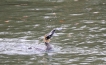 Oiseaux