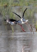 Oiseaux