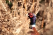 Oiseaux