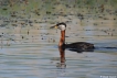 Oiseaux